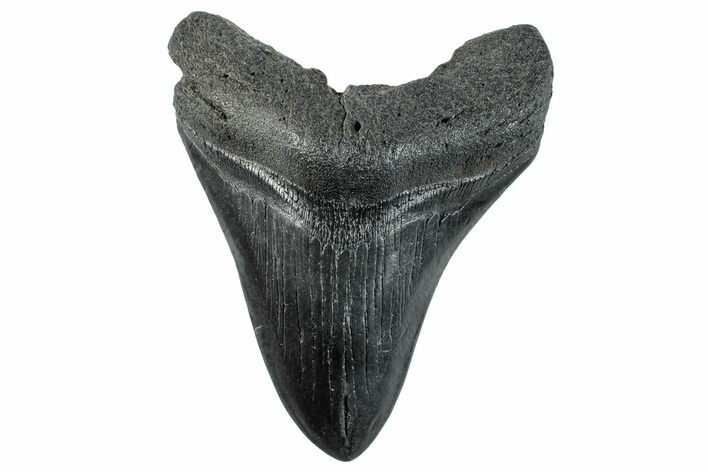 Fossil Megalodon Tooth - South Carolina #264190